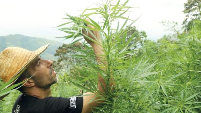Culture illégale du cannabis au Maroc : Le Roi accorde sa grâce aux agriculteurs impliqués